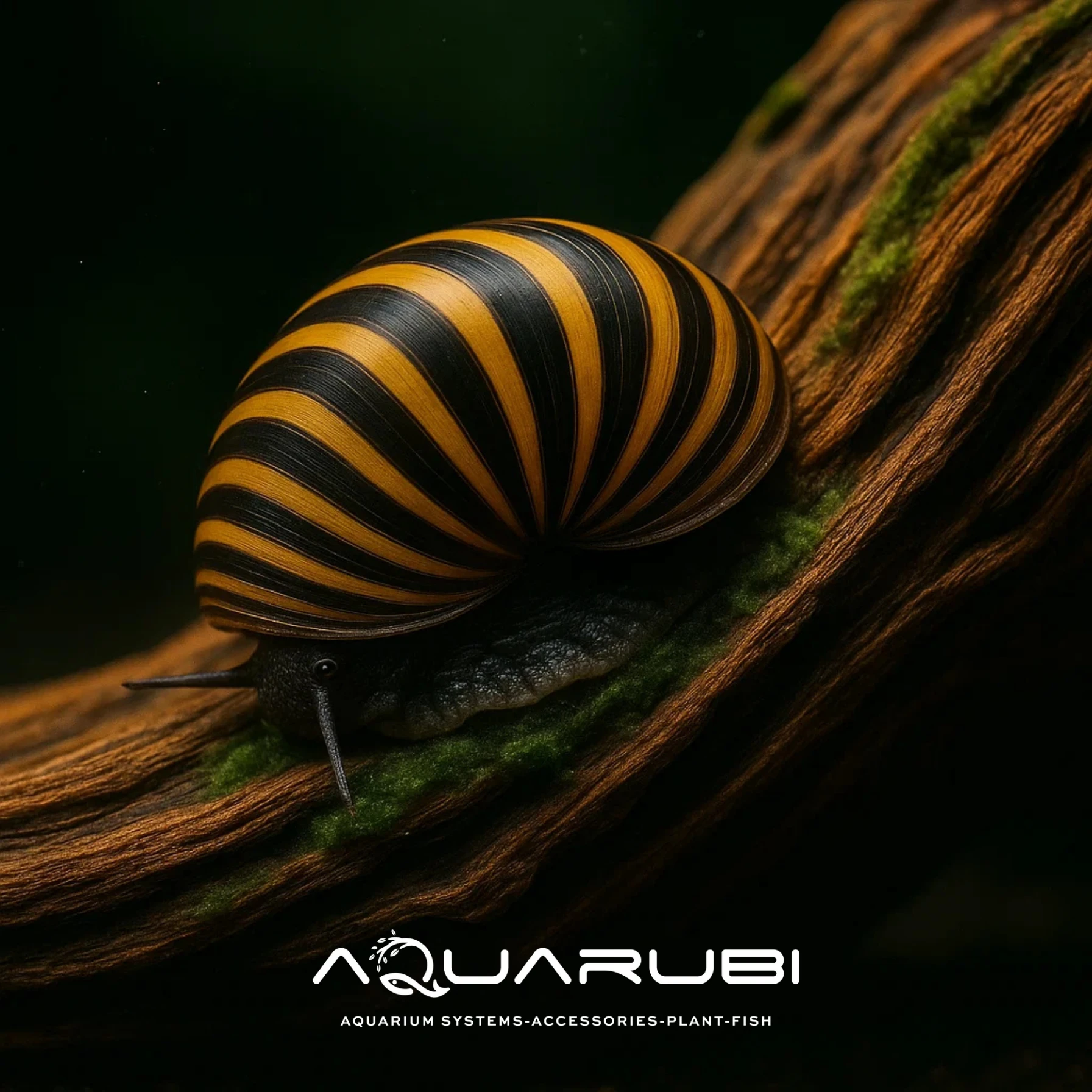 Zebra Nerite Salyangoz (5 adet)