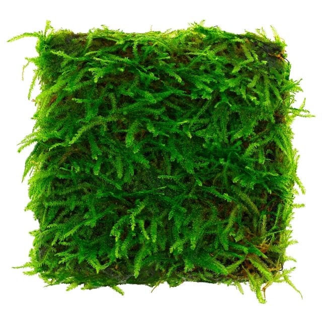 Taxiphyllum sp. "Spiky Moss" 10x10cm