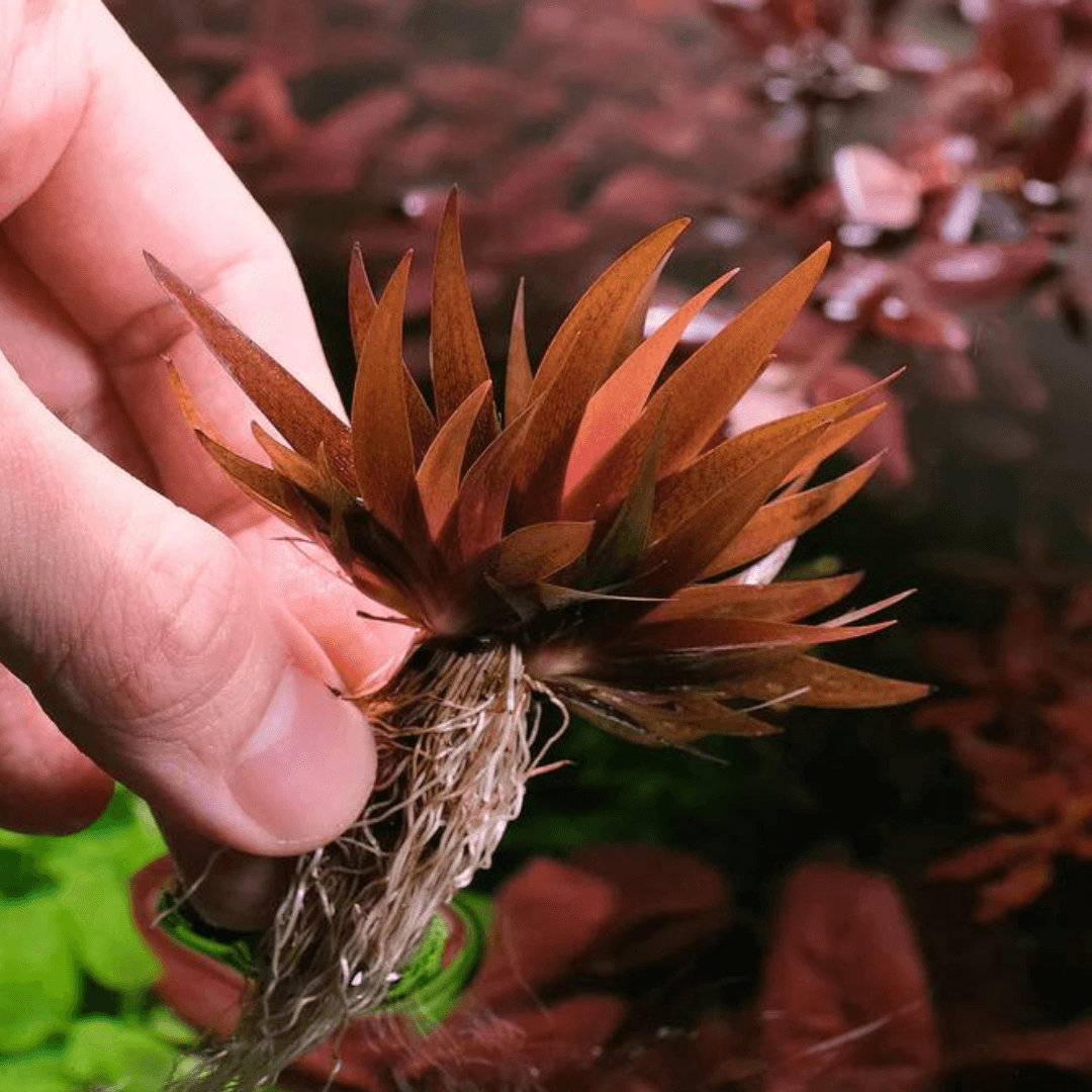 Xyris Sp Red