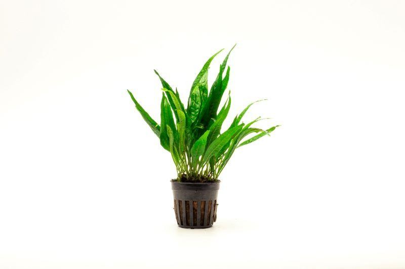 Microsorium Pteropus Black Forest (hardy)
