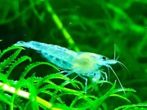 Blue Jelly Karides Koloni 1,2-1,5 cm (10 Adet)