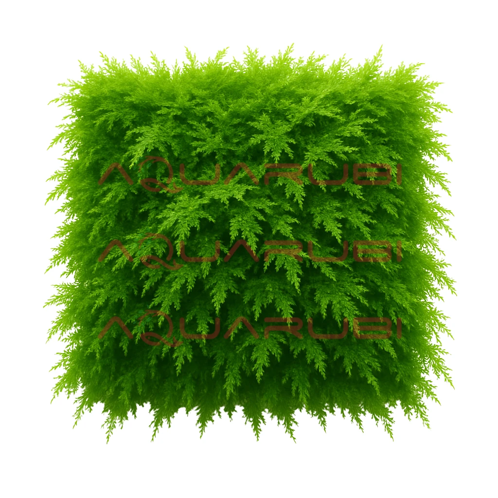 Brazil Moss