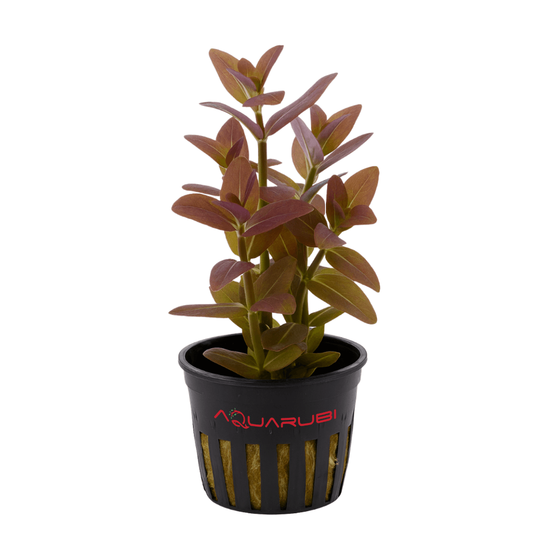 Bacopa Salzmannii Sp Araguaia Vitro