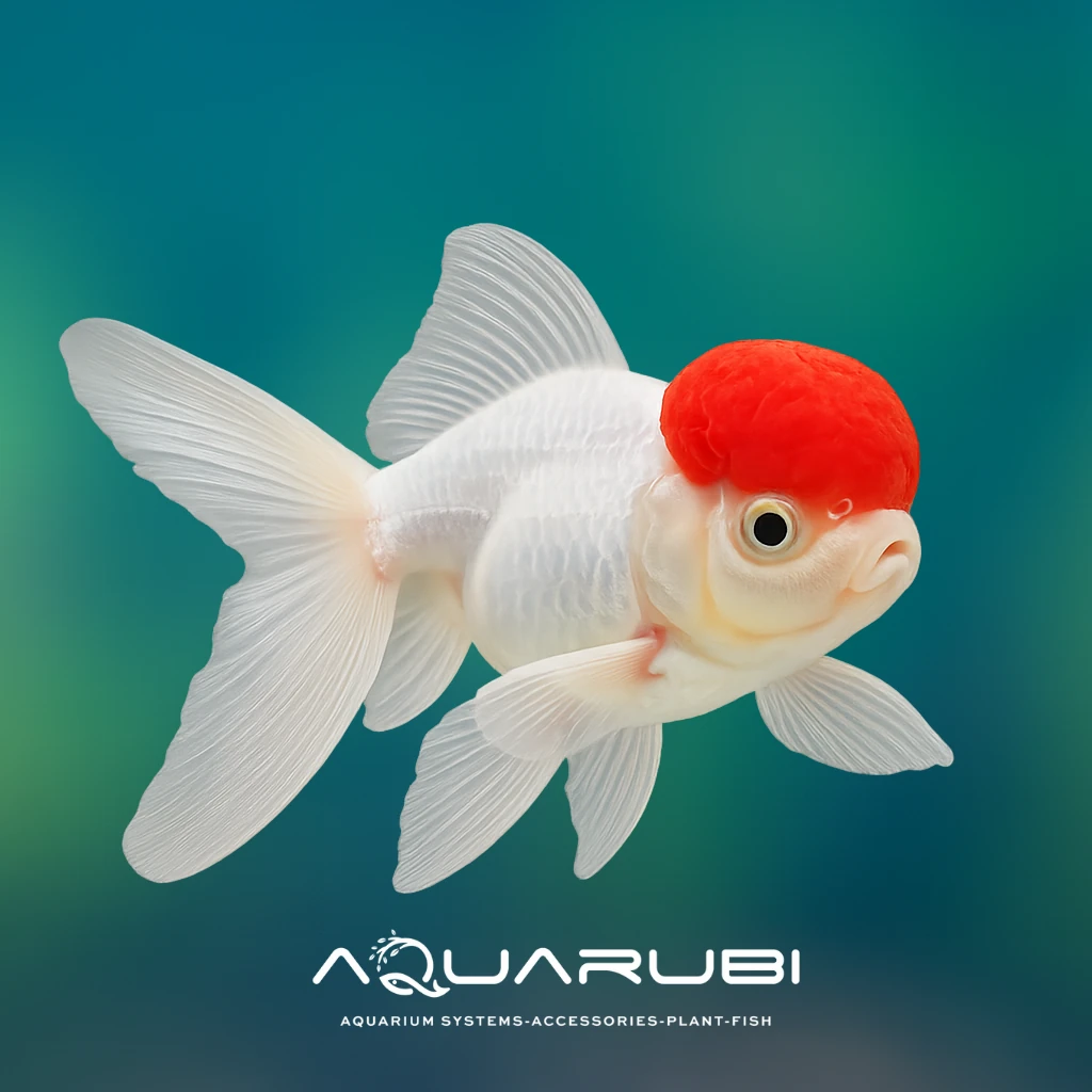 Red Cap Oranda 4-5cm (Japon Balığı)