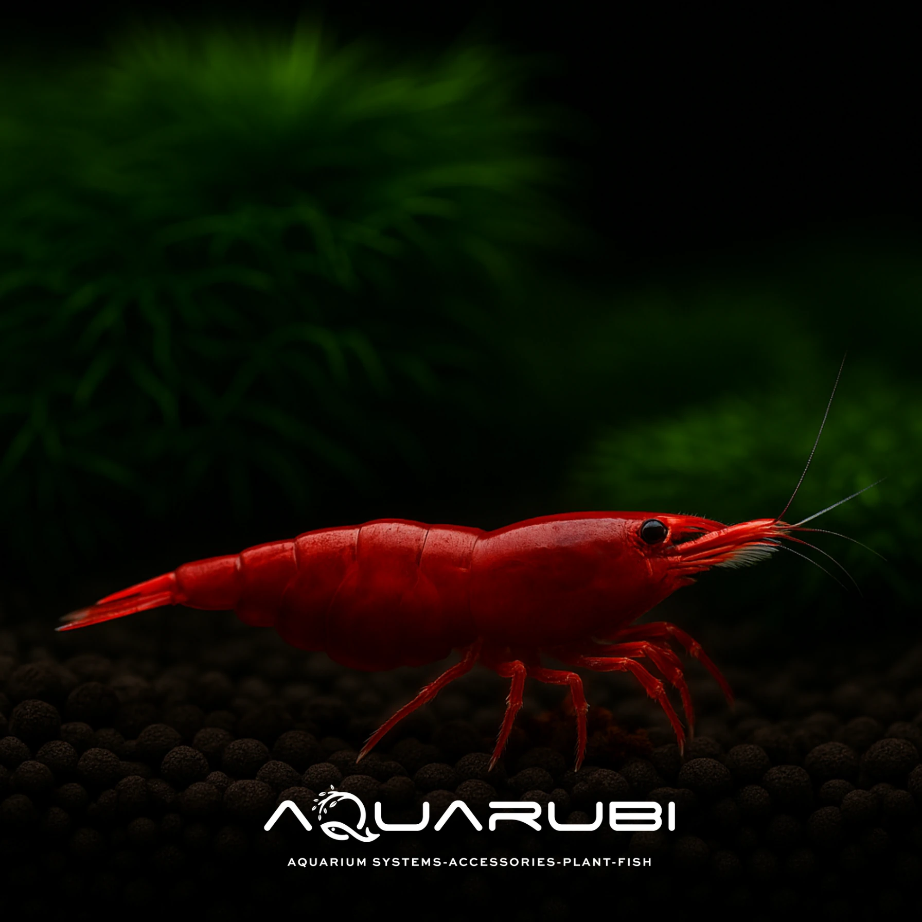 Bloody Mary Karides 1-1,2cm 10'lu koloni