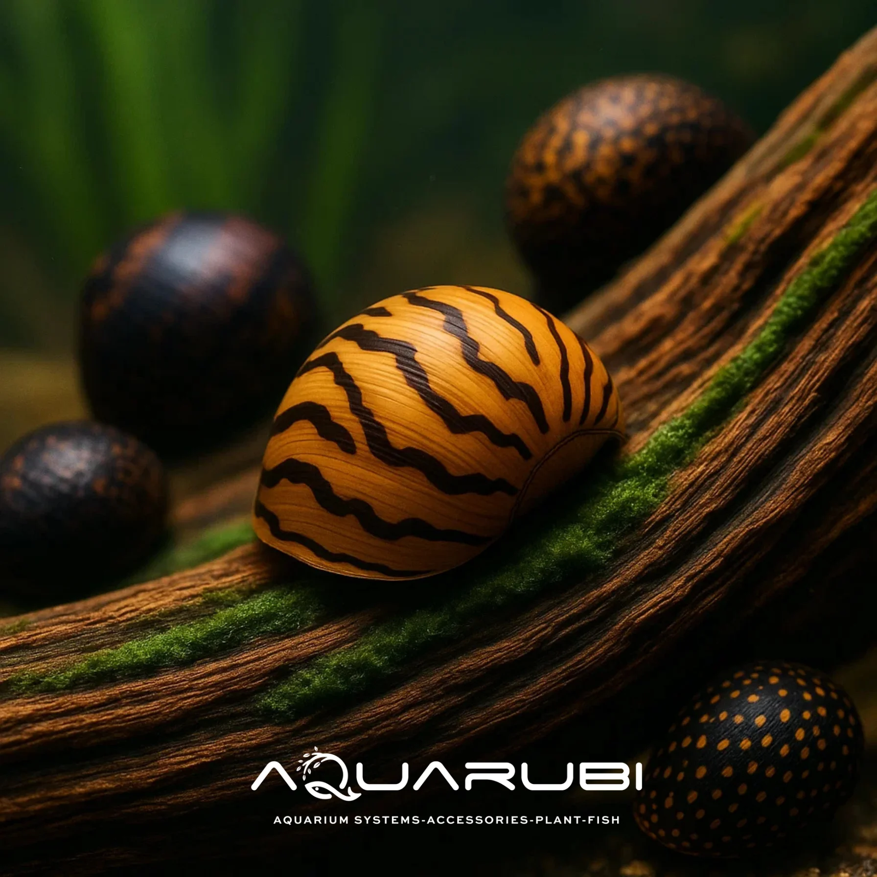 Mini Nerite Salyangoz 5 adet