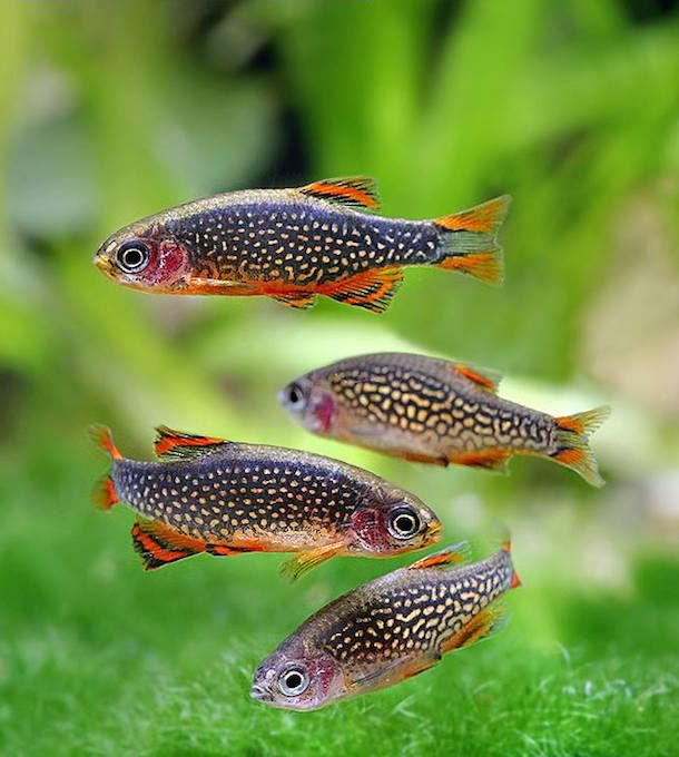 Galaxy Rasbora 1,5-2cm (10'lu)