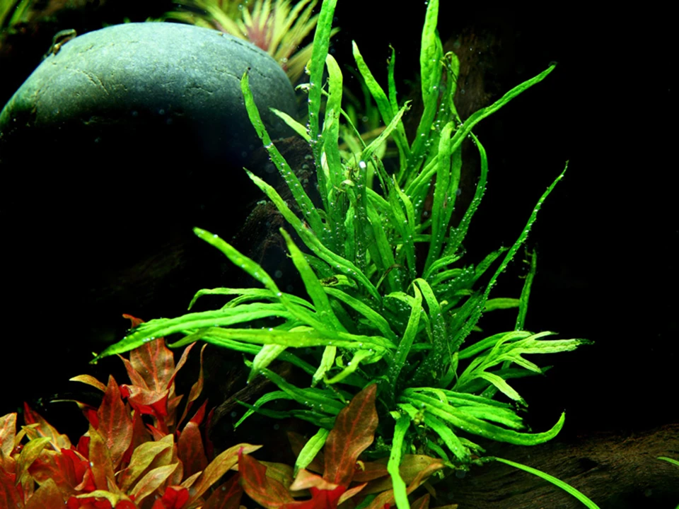 Microsorium Pteropus Trident Saksı