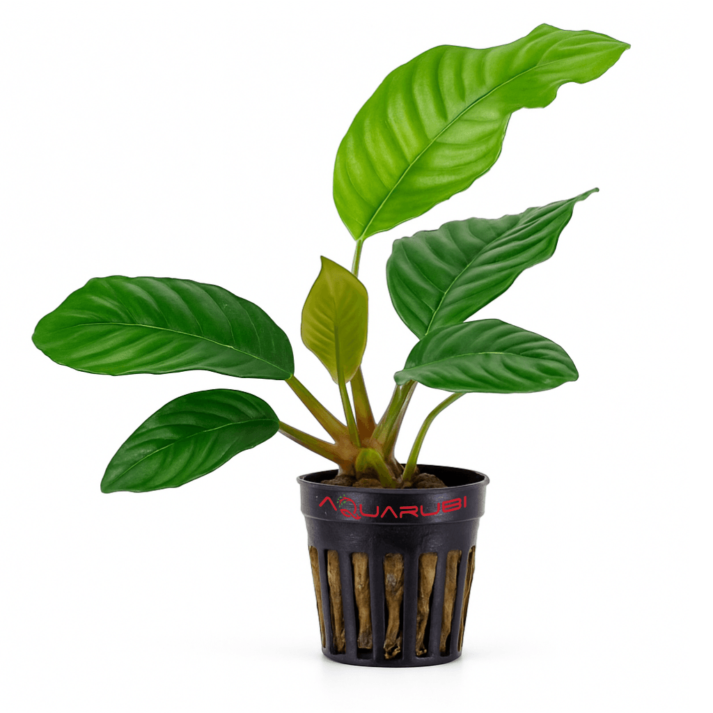 Anubias Coffefolia