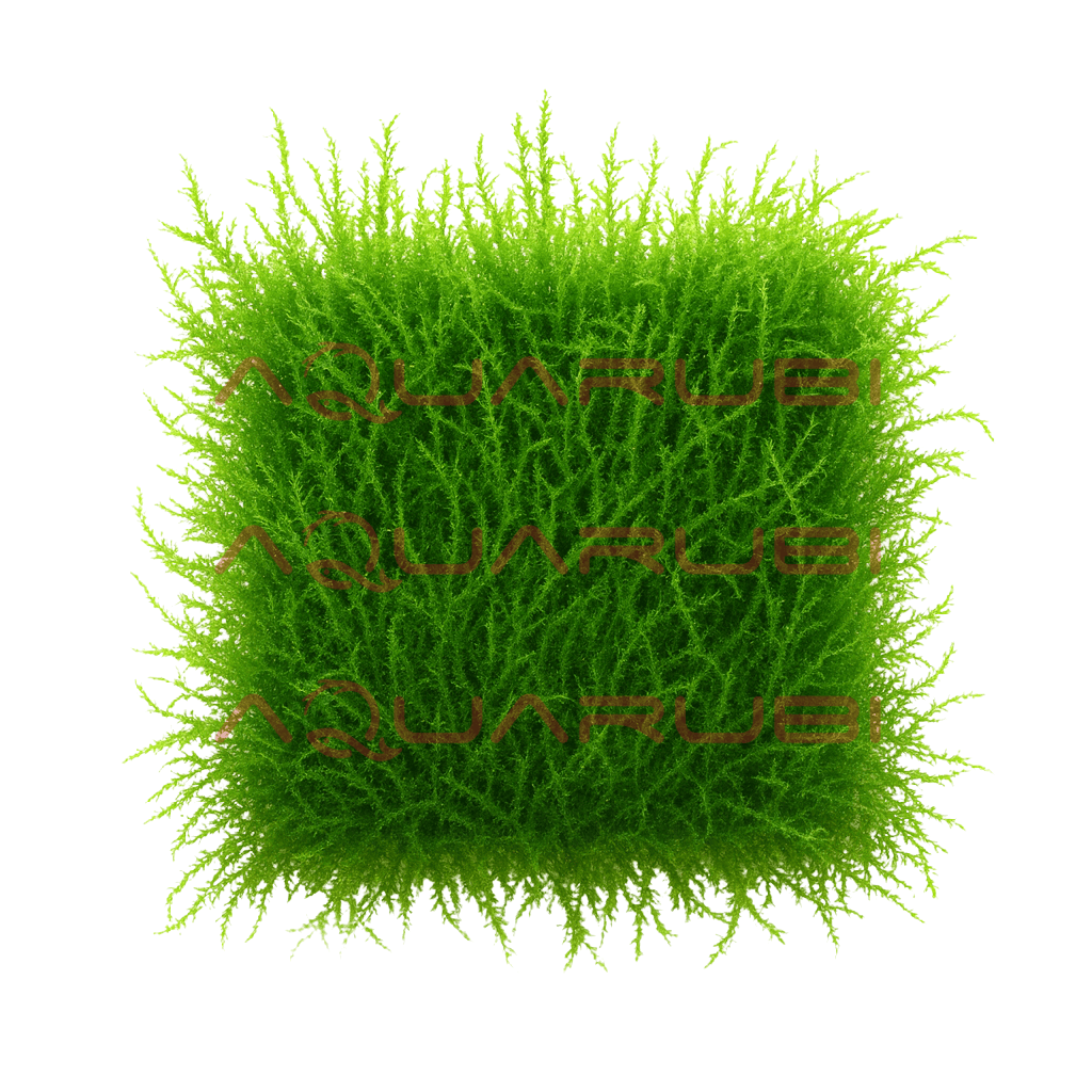 Vesicularia Dubyana 'Java Moss'