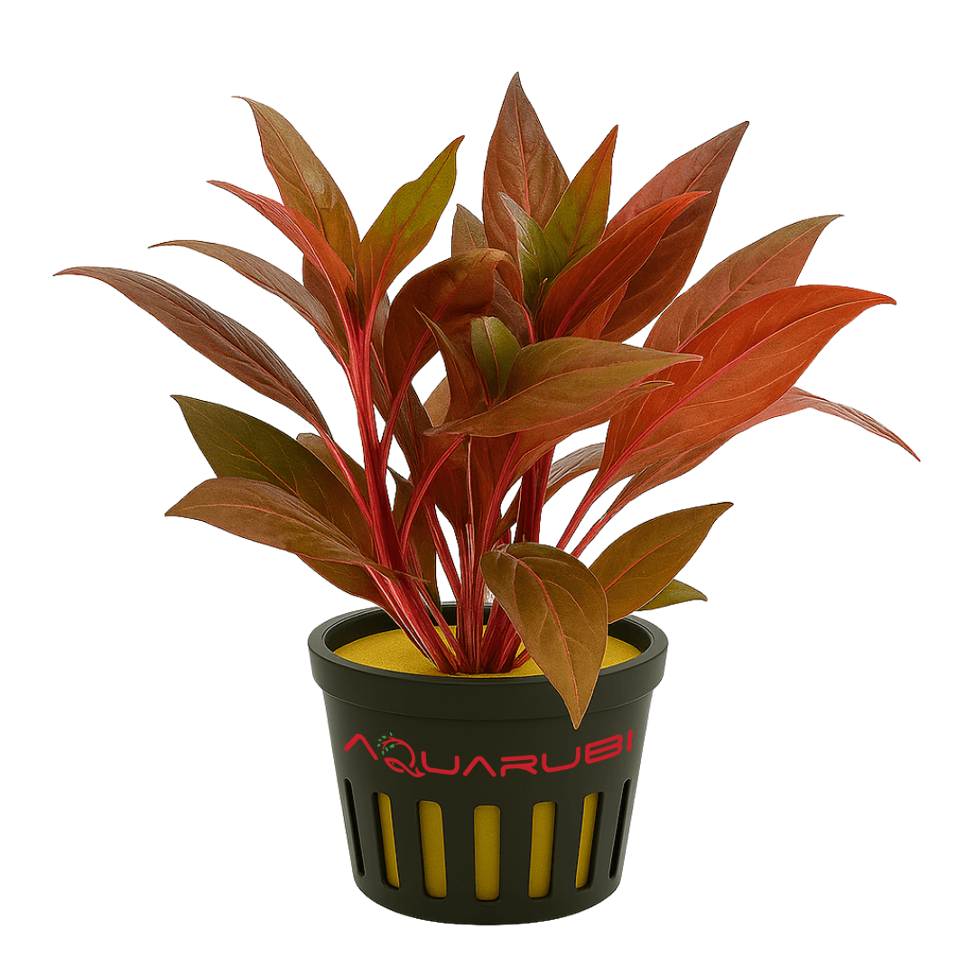 Ludwigia Peruensis