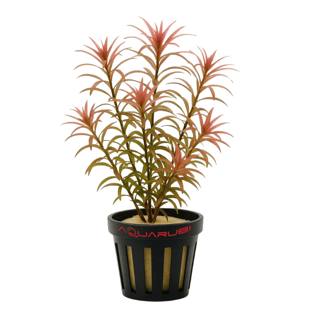 Rotala Mexicana "Goias"