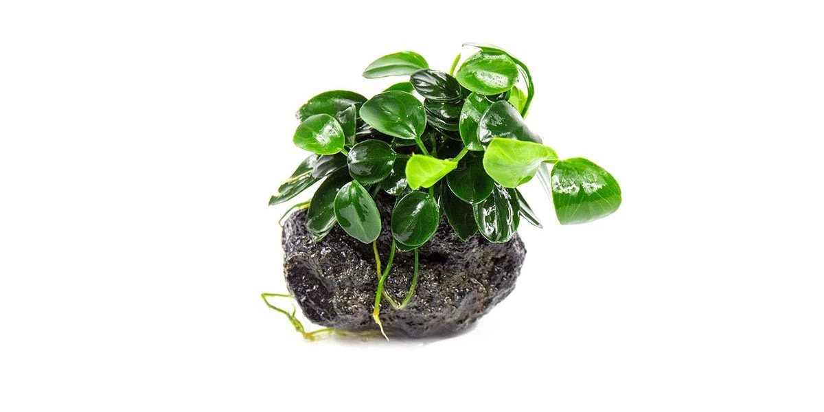 Anubias Petite on lava rock