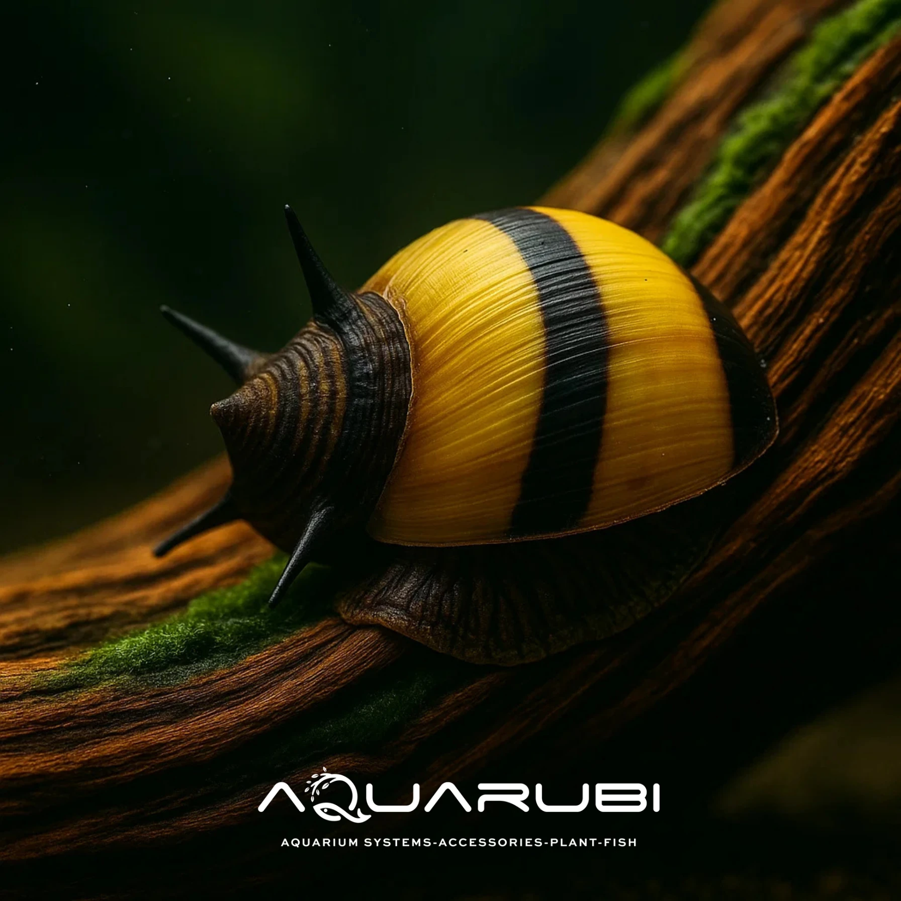 Sun (dikenli) Nerite Snail 0,5-1cm ( 5 Adet )