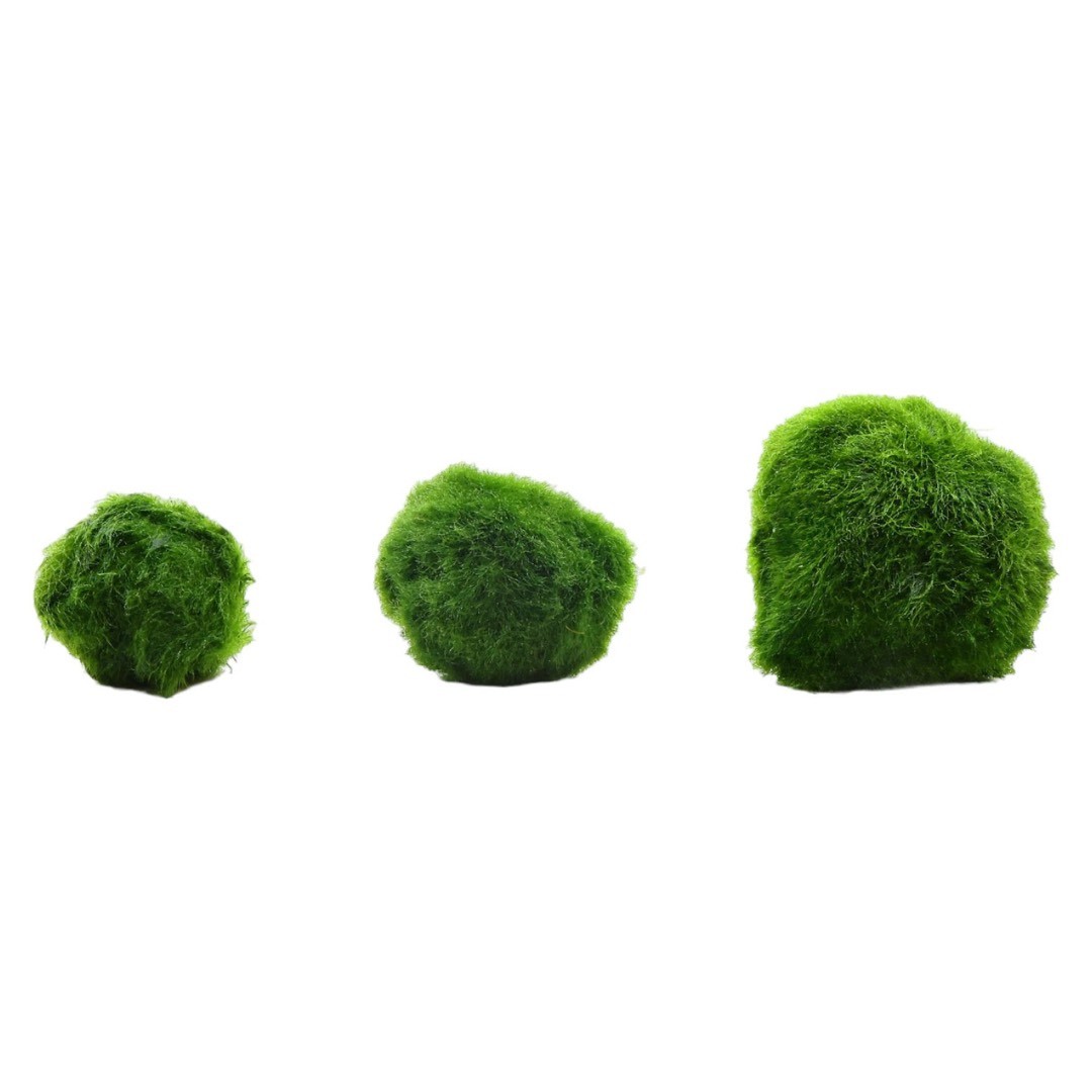 Cladophora Aegagropila (Moss Ball) 3-4Cm