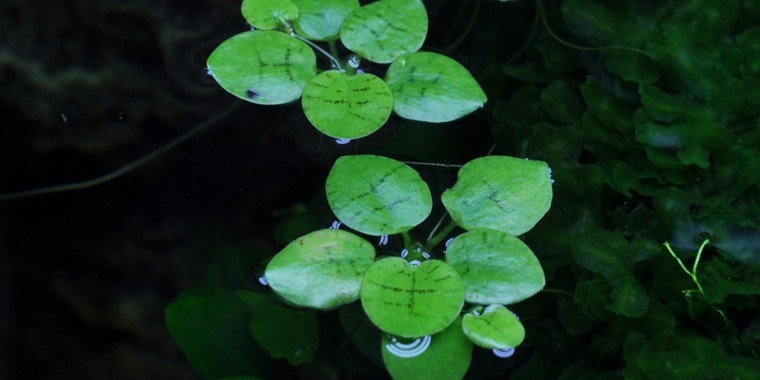Limnobium Laevigatum (Frogbit)