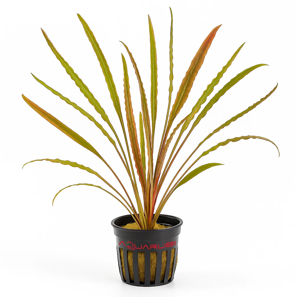 Cryptocoryne Retrospiralis Saksı