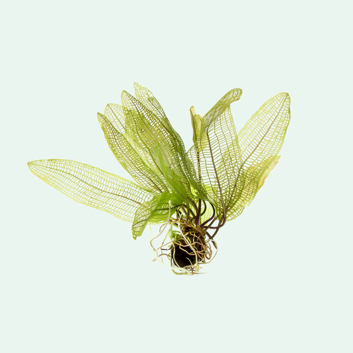 Aponogeton Madagascariensis