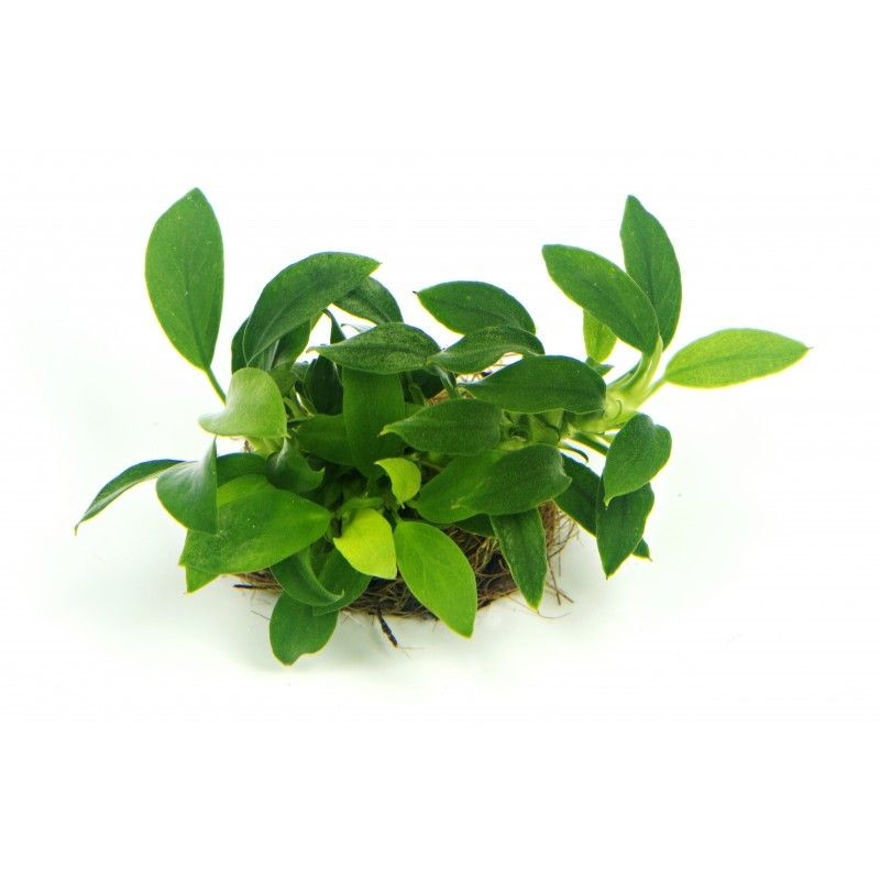 Anubias Nana Bonsai