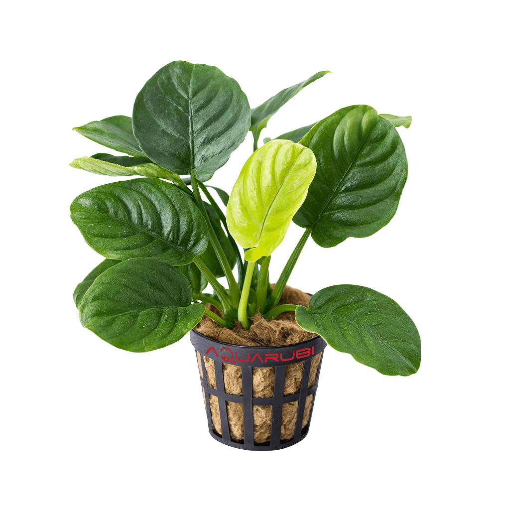 Anubias Barteri Rainforest