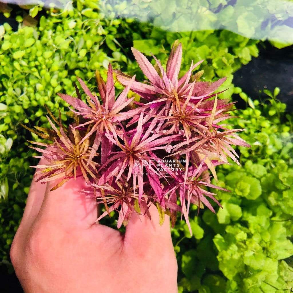 Limnophila Hippuridoides