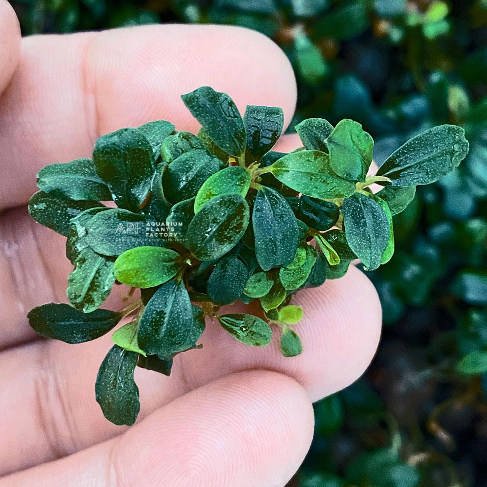 Bucephalandra Brownie Purple Saksı