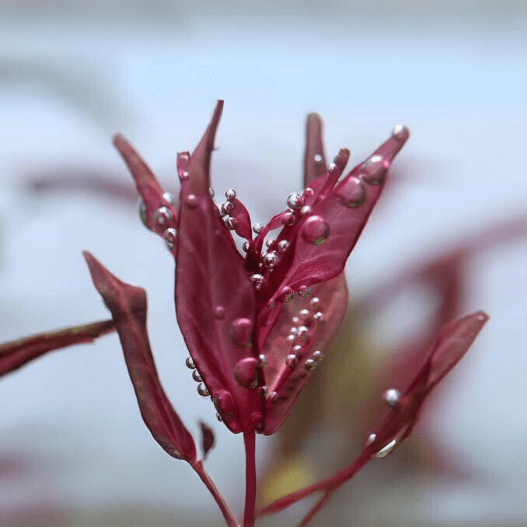 Rotala Macrandra Variegated