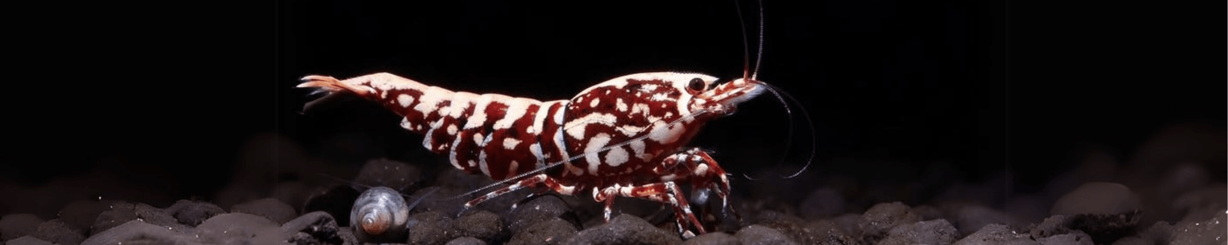 Caridina