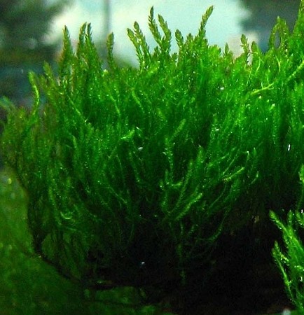 Flame Moss