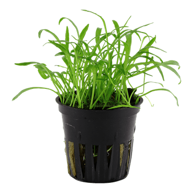 Lilaeopsis Brasiliensis