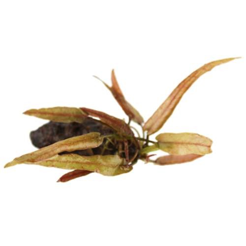 Barclaya Longifolia 'Red' Bulb