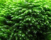 Fissidens Fox Moss
