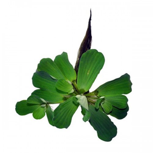 Pistia Stratiotes (Su Marulu)