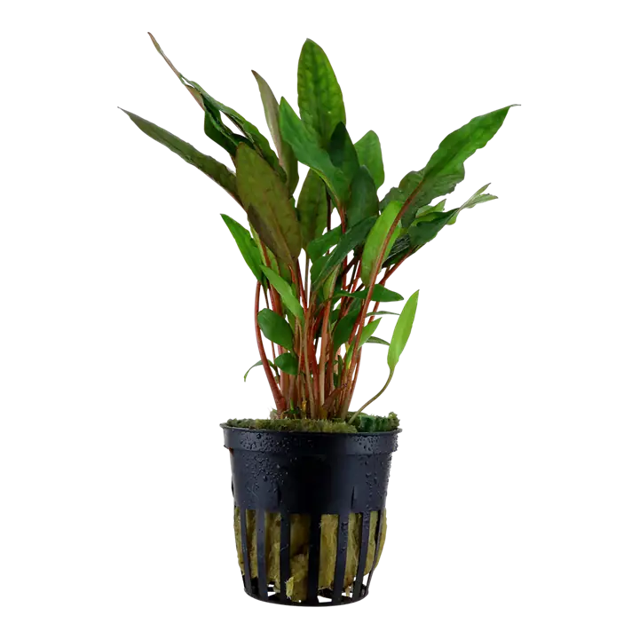 Tropica Cryptocoryne Beckettii 'Petchii'