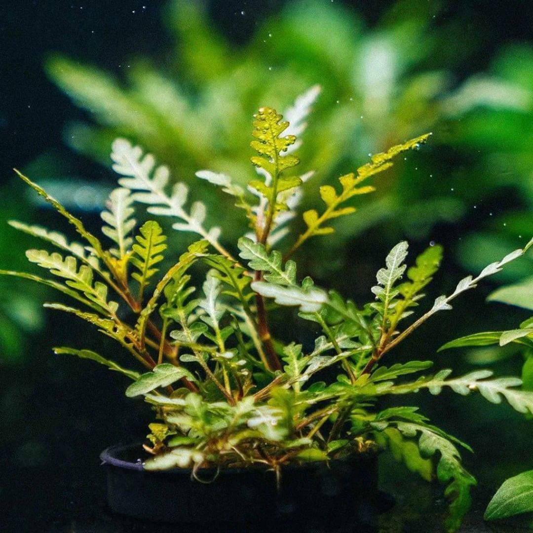 Hygrophila Pinnatifida