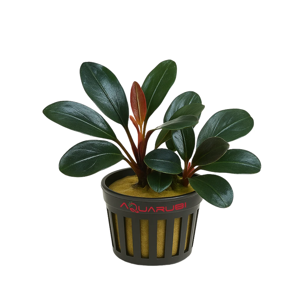 Bucephalandra Pandora Quenn