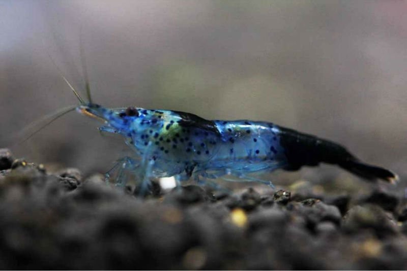 Mavi Siyah Rili 1-1,2 cm (10 lu koloni)