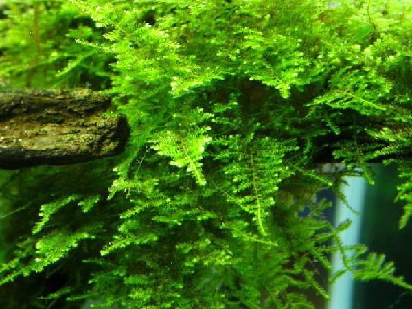 China Moss