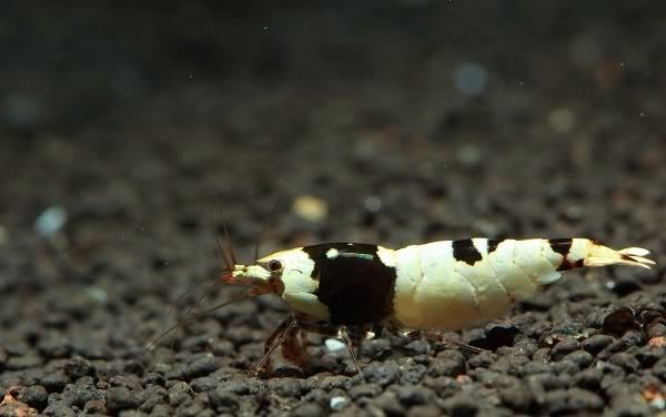 Black Crystal Shrimp 0,8-1,2cm (10 Adet)