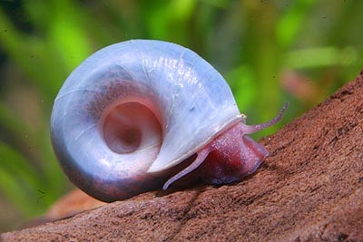Rhamshorn Salyangoz 10 adet