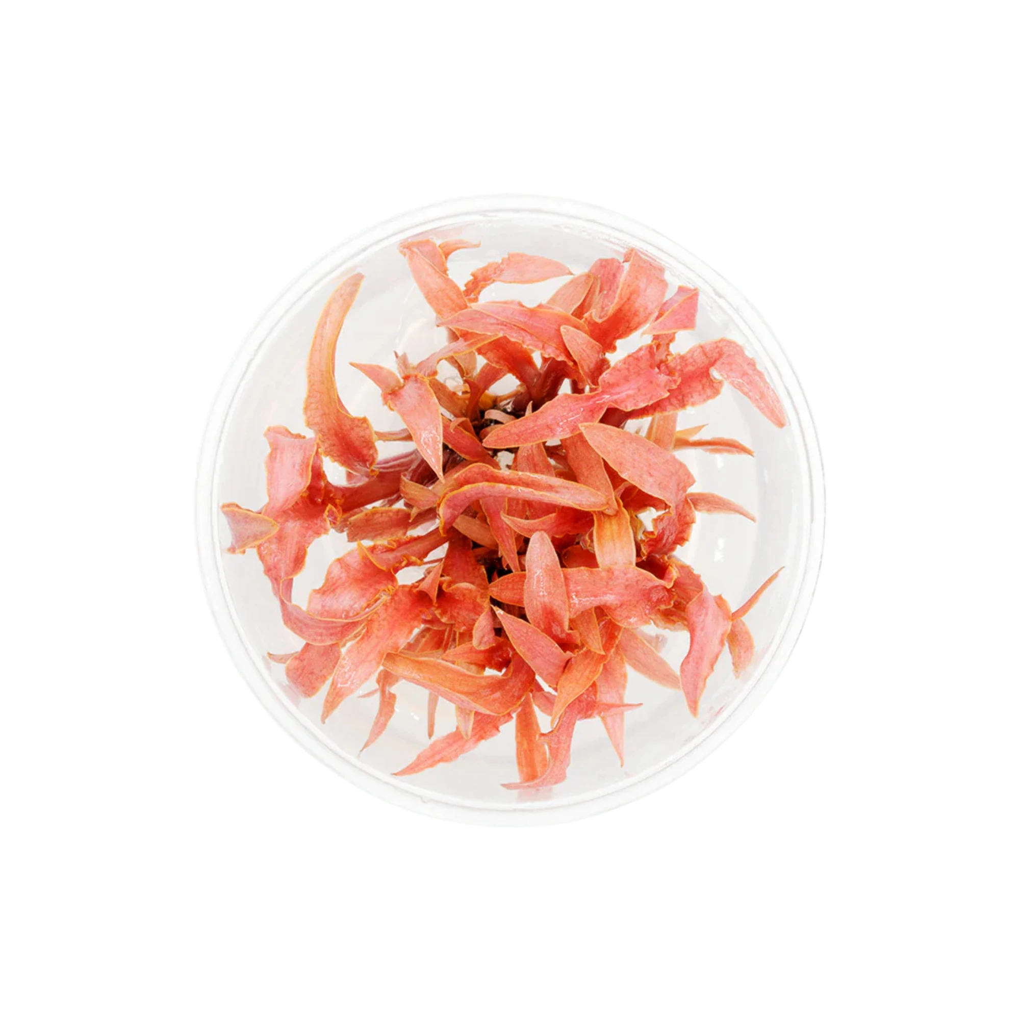 Cryptocoryne Albida Red Vitro