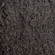 Sulawesi Black