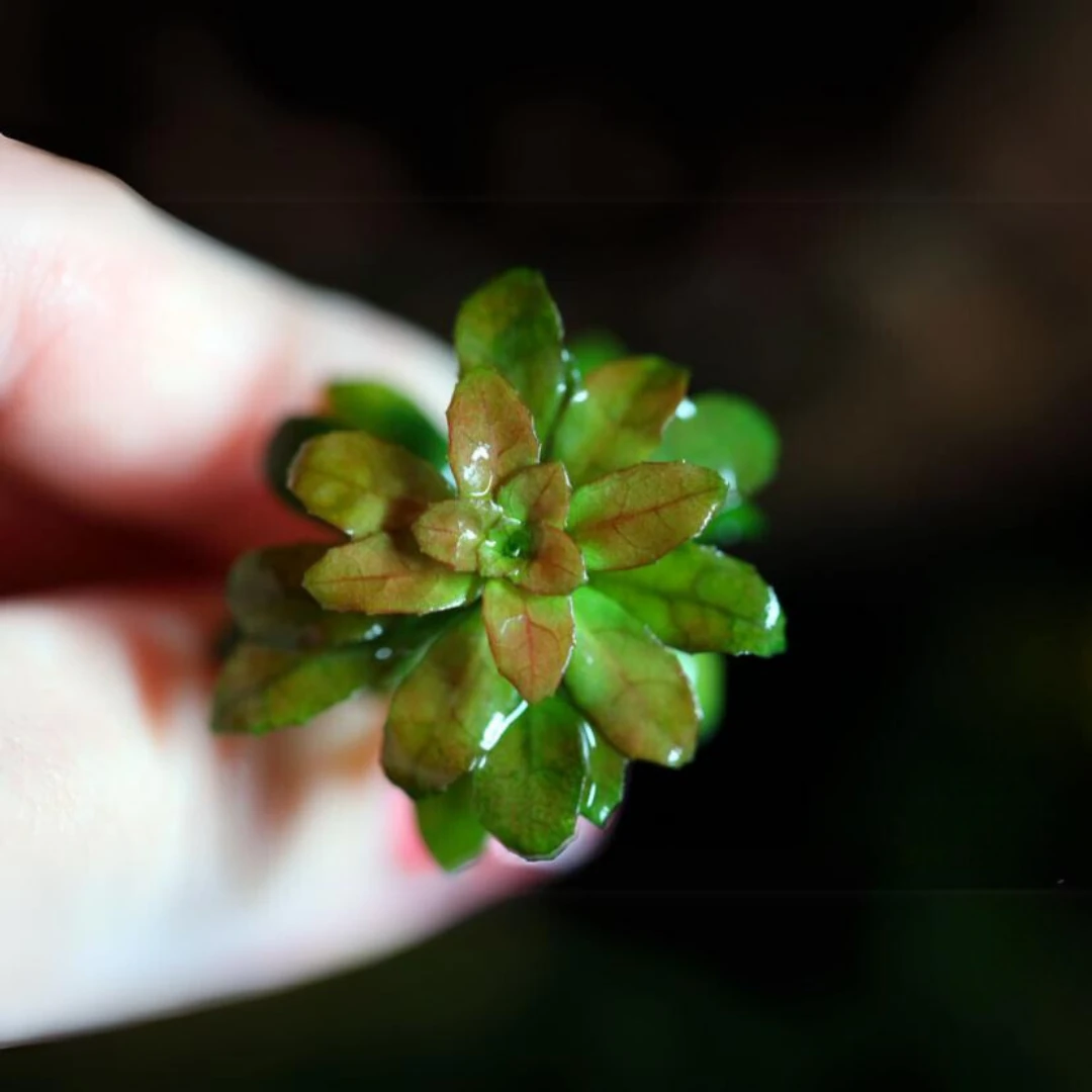 Ludwigia Sphaerocarpa Mini