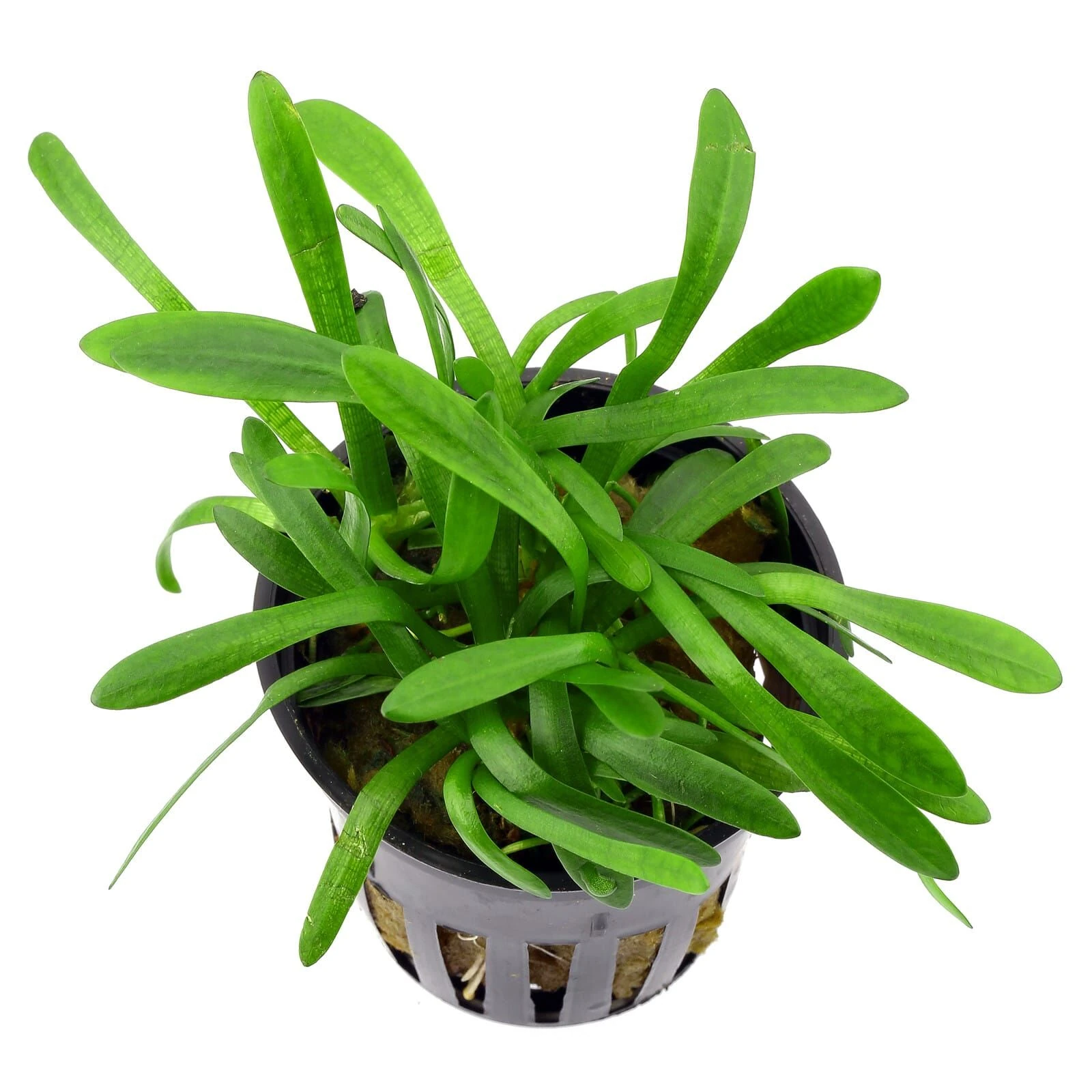 Sagittaria Subulata Pusilla