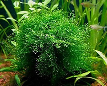 Vesicularia Dubyana 'Java Moss'