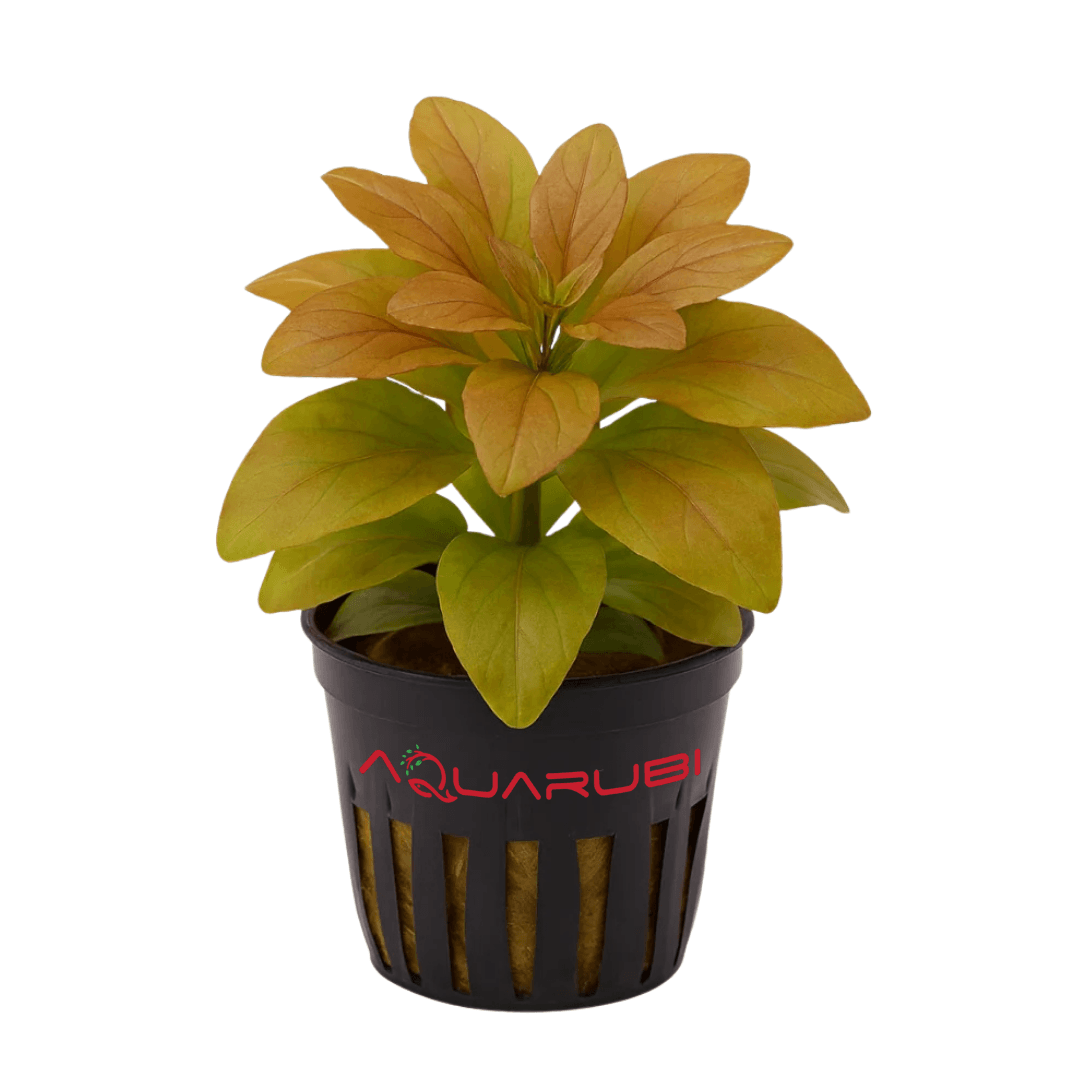 Ludwigia Sphaerocarpa