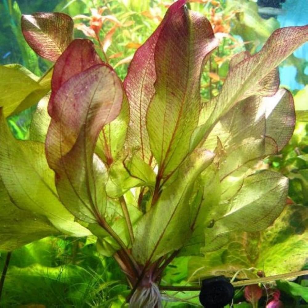 Echinodorus 'Fancy Twist'