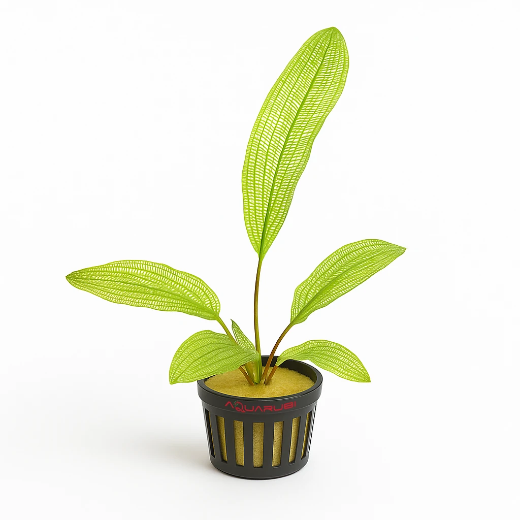 Aponogeton Madagascariensis