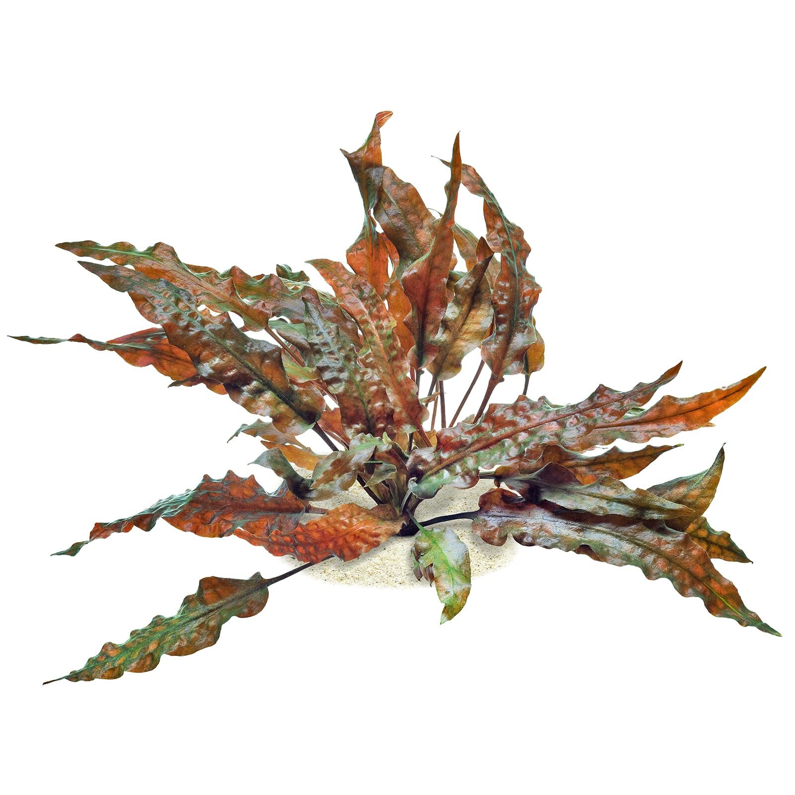 Cryptocoryne Wendtii 'Mi Oya'
