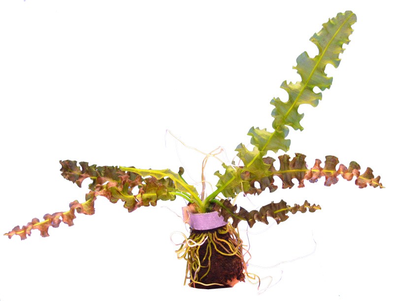 Aponogeton Capuronii